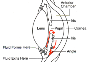 Diagram showing the anterior chamber of the eye
